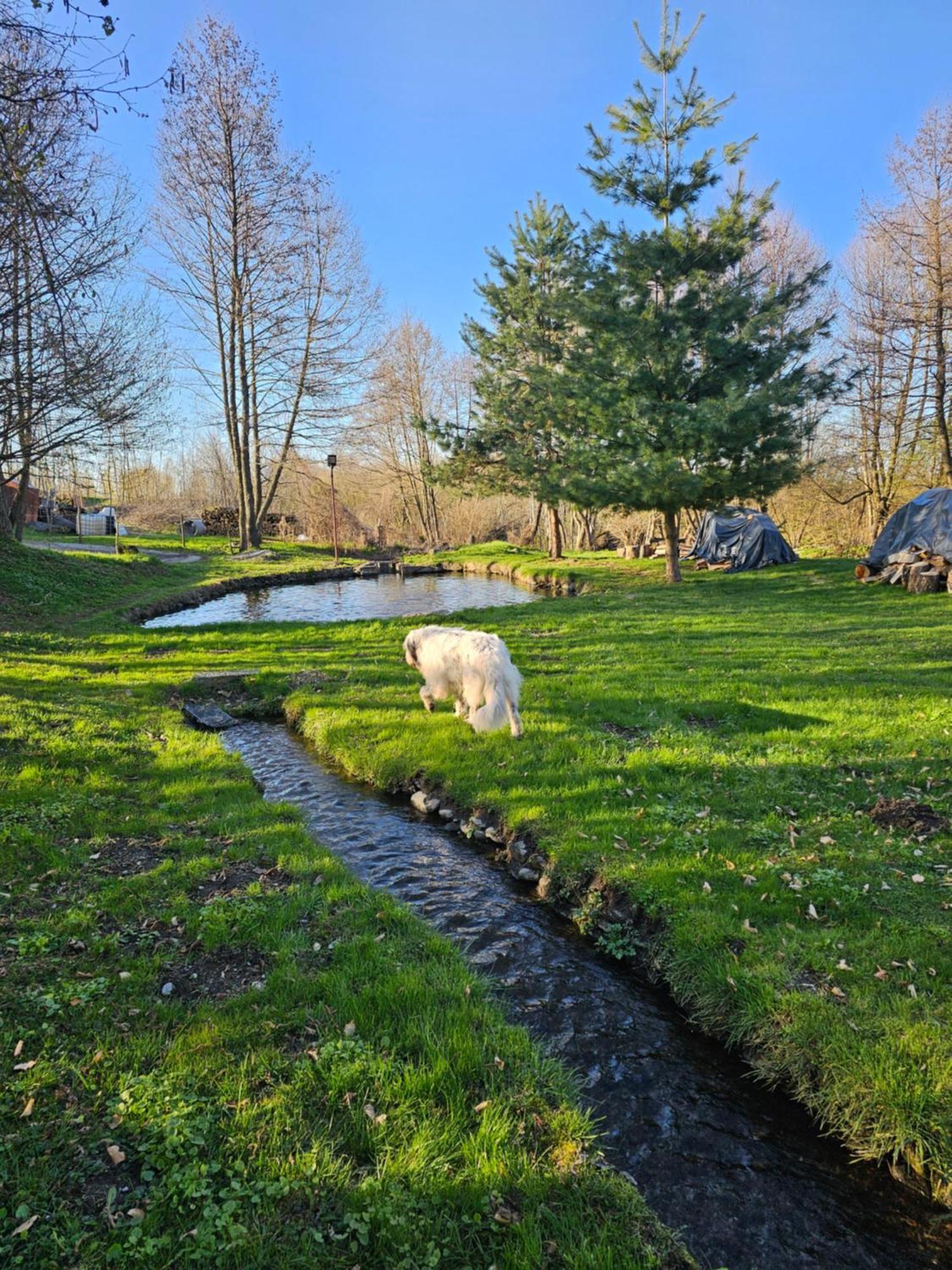 Casa De Vacanta Marin Arpaşu de Sus Buitenkant foto